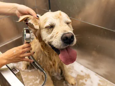 golden retriever getting washed up at Champions Self Serve Dog Wash