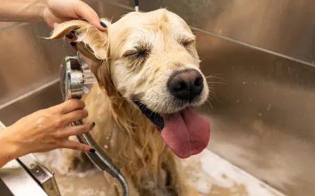 golden retriever getting washed up at Champions Self Serve Dog Wash